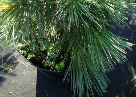 Tall Vanderwolf's pyramid, Pinus flexilis, kont. 5l, 30 – 40 cm