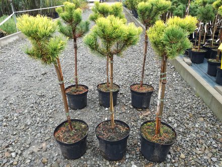 Bergtall Carlsten´s  (stam), Pinus mugo 80 - 100 cm, kont. 5l
