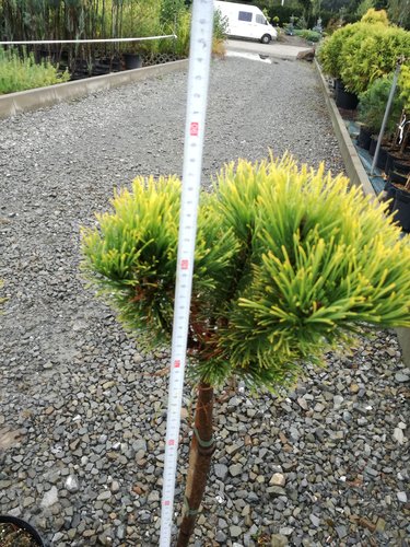 Bergtall Carlsten´s  (stam), Pinus mugo 80 - 100 cm, kont. 5l