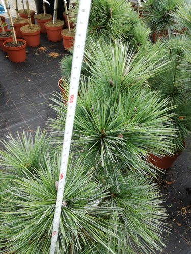 Tall Wiethorst, Pinus x schwerinii, kont. C5,  30 – 50 cm