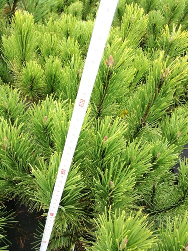 Bergtall Golden Glow , Pinus mugo, stam 60 - 70 cm, kont. 5l