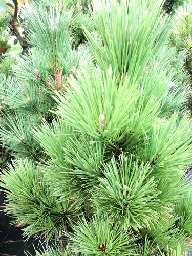 Bergtall Misty, Pinus mugo, 30 - 60 cm, kont. 3l