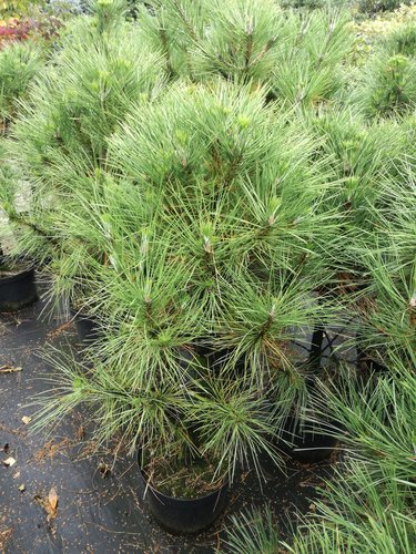 Svarttall Spielberg, Pinus nigra, 30 - 40 cm, kont. 5l