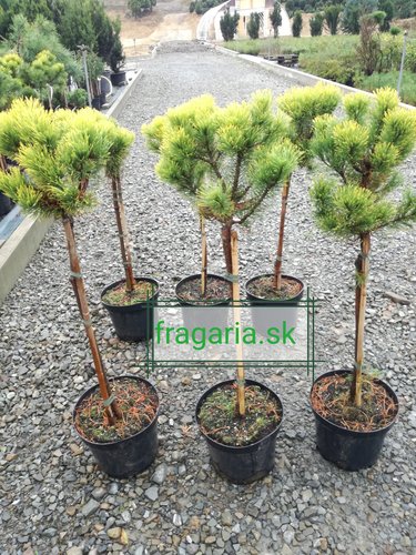 Bergtall Carlsten´s  (stam), Pinus mugo 80 - 100 cm, kont. 5l