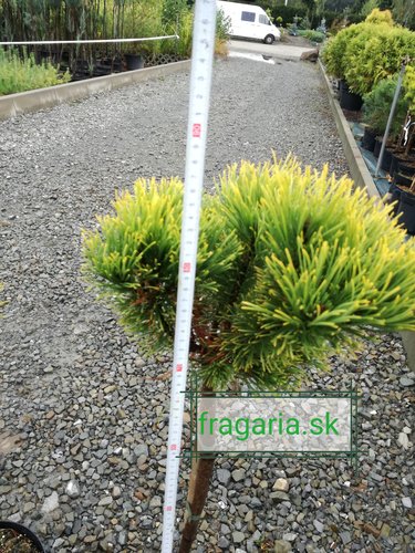 Bergtall Carlsten´s  (stam), Pinus mugo 80 - 100 cm, kont. 5l