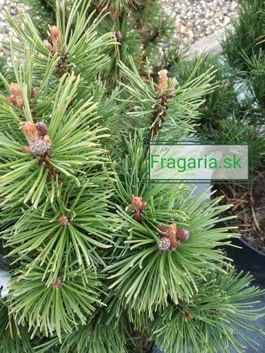 Bergtall Alpenzwerg, Pinus mugo 50 - 55 cm, kont. 5l