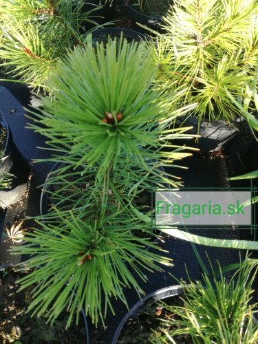 Ormskinnstall, Pinus leucodermis – heldreichii,   + 20 cm, kont. 3l