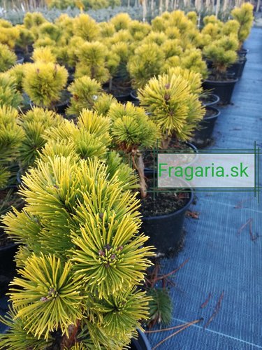 Bergtall Wintergold, Pinus mugo 20 - 40 cm, kont. 3l