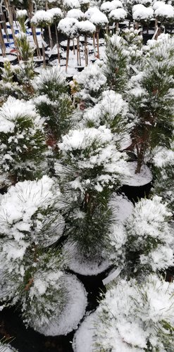 Svartall Green Tower, Pinus nigra, 35 - 40 cm, kont. 3l