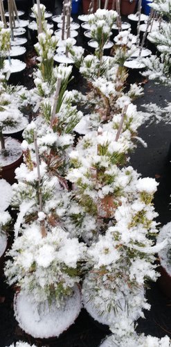 Tall Vanderwolf's pyramid, Pinus flexilis, kont. 5l, 30 – 40 cm
