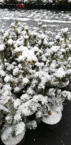 Tall Tempelhof, Pinus parviflora, kont. C7 ,  60-70 cm