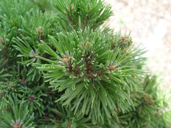 Bergtall Allgäu, Pinus mugo, kont. 3l