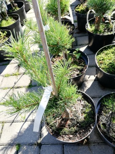 Tall Schoons´ Bonsai, Pinus parviflora, kont. C3 ,30-40 cm