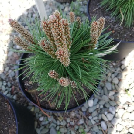 Bergtall Allgäu, Pinus mugo, kont. 3l