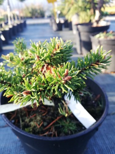 Tall Arktis, Pinus banksiana, 15 – 20 cm, kont. 3l