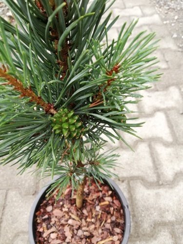 Tall Fastigiata, Pinus sylvestris, 30 cm, kont. 5l