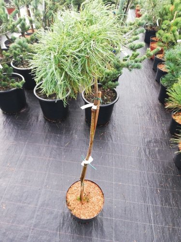 Weymouth tall Green Twist , Pinus strobus, kont. C3, 40 - 80 cm. stam