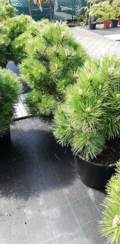 Svartall Helga, Pinus nigra, 30 – 70 cm, kont. 4l