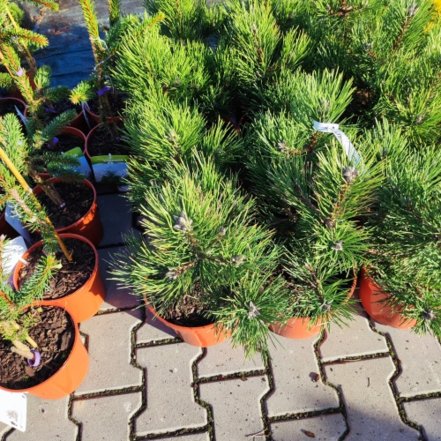 Svartall Hornibrookiana , Pinus nigra, 20 - 45 cm, kont. 3l