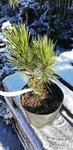 Ormskinnstall, Pinus leucodermis – heldreichii,   + 20 cm, kont. 3l