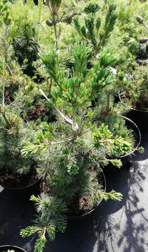 Tall Negishi, Pinus parviflora, 40 - 60 cm, kont 5l