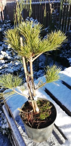 Makedonisk tall, Pinus peuce, 20 - 40 cm, kont. 3l