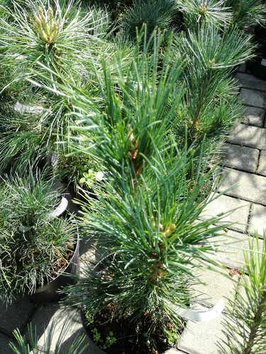 Cembratall , Pinus cembra, 20 - 30 cm, kont. 2l