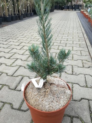 Tall Tempelhof, Pinus parviflora, kont. C7 ,  60-70 cm