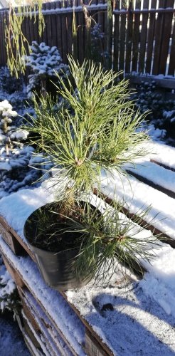 Kroktall, Pinus uncinata, 25 - 30 cm, kont. 2l