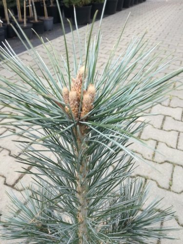 Tall Vanderwolf's pyramid, Pinus flexilis, kont. 5l, 30 – 40 cm
