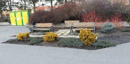 Bergtall Wintergold, Pinus mugo 20 - 40 cm, kont. 3l