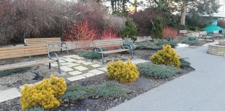 Bergtall Wintergold, Pinus mugo 20 - 40 cm, kont. 3l