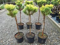 Bergtall Carlsten´s  (stam), Pinus mugo 80 - 100 cm, kont. 5l