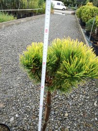 Bergtall Carlsten´s  (stam), Pinus mugo 80 - 100 cm, kont. 5l