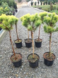 Bergtall Carlsten´s  (stam), Pinus mugo 80 - 100 cm, kont. 5l
