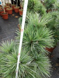 Tall Wiethorst, Pinus x schwerinii, kont. C5,  30 – 50 cm