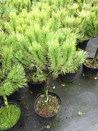 Bergtall Golden Glow , Pinus mugo, stam 60 - 70 cm, kont. 5l