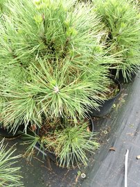 Svarttall Spielberg, Pinus nigra, 30 - 40 cm, kont. 5l