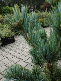 Tall Tempelhof, Pinus parviflora, kont. C7 ,  60-70 cm