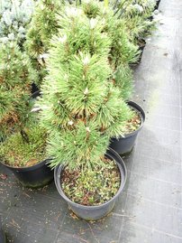 Svarttall Richard, Pinus nigra, 50 - 70 cm, kont. 5l