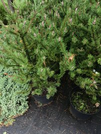 Tall Spaan´s Dwarf, Pinus contorta, 40 - 80 cm, kont. 3l