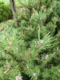 Tall Spaan´s Dwarf, Pinus contorta, 40 - 80 cm, kont. 3l