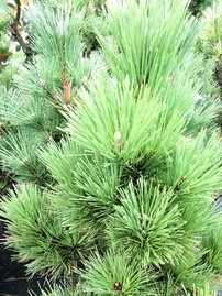 Bergtall Misty, Pinus mugo, 30 - 60 cm, kont. 3l
