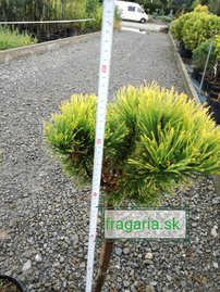 Bergtall Carlsten´s  (stam), Pinus mugo 80 - 100 cm, kont. 5l