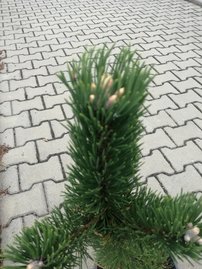 SvarttallOregon Green, Pinus nigra, 40 – 50 cm, kont. 5l