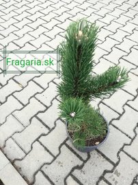 SvarttallOregon Green, Pinus nigra, 40 – 50 cm, kont. 5l