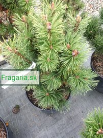 Bergtall Alpenzwerg, Pinus mugo 50 - 55 cm, kont. 5l