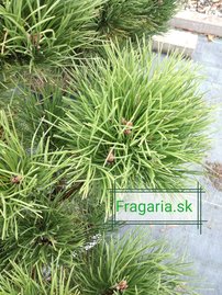 Svartall Hornibrookiana , Pinus nigra, 20 - 45 cm, kont. 3l