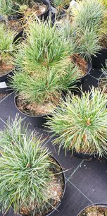 Cembratall , Pinus cembra, 20 - 30 cm, kont. 2l