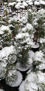 Svartall Green Tower, Pinus nigra, 35 - 40 cm, kont. 3l